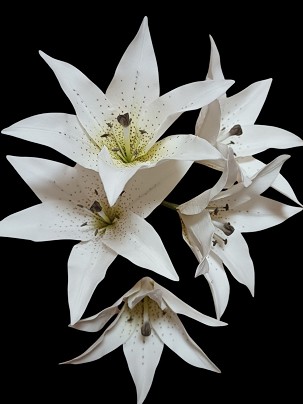 Fehér liliom