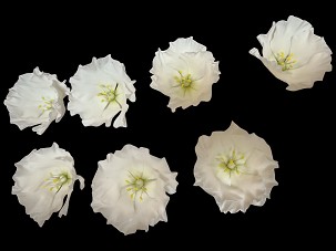 Fehér lisianthus