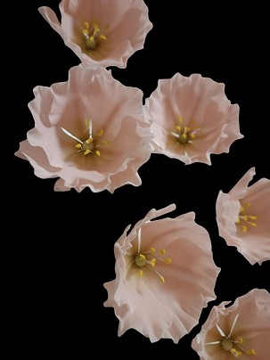 Rózsaszín lisianthus
