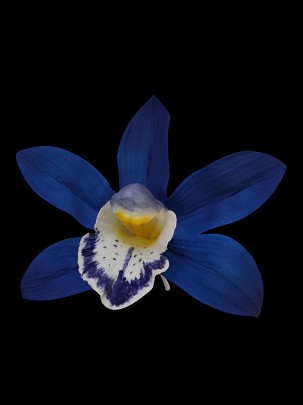 Csónakorchidea