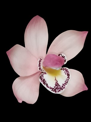 Csónakorchidea