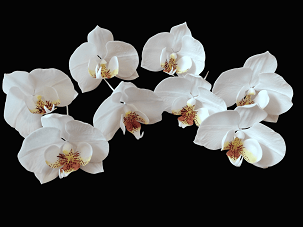 Phalaenopsys orchidea, fehér