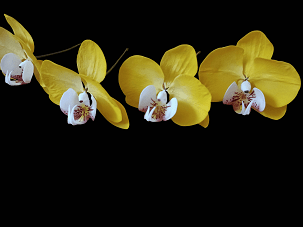 Phalaenopsys orchidea, sárga