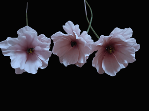 Cosmos cérna középpel