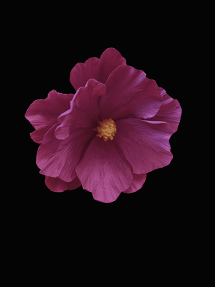Cosmos cukor középpel