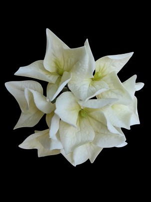 Hortenzia krém, 1 darabos