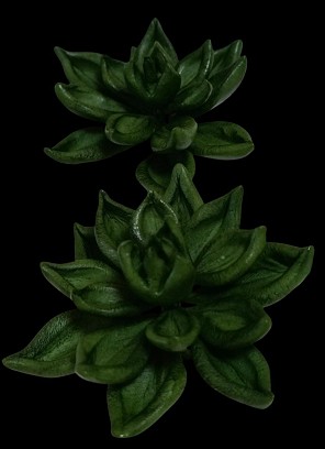 Kövirózsa, zöld, kb 6cm