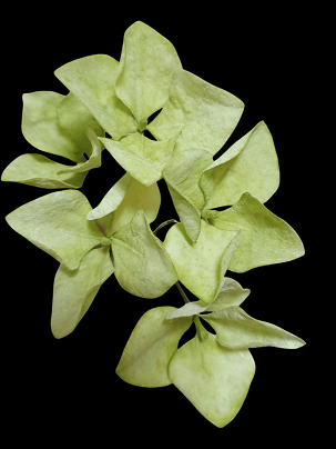 Ostyapapír hortenzia
